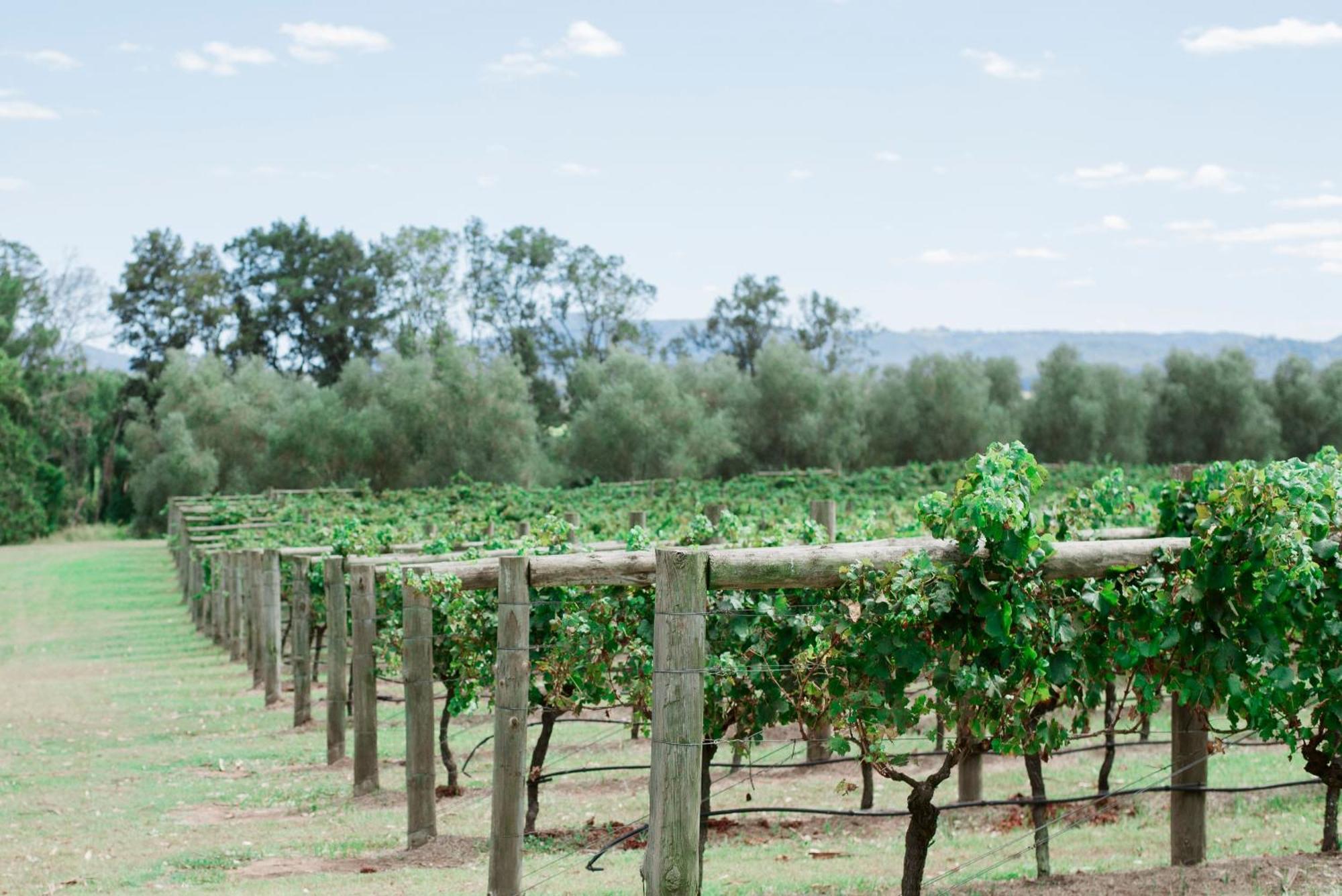 Tranquil Vale Vineyard Hotel Luskintyre Exterior photo